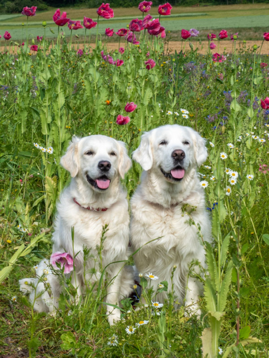 ferien-mit-hunden-07